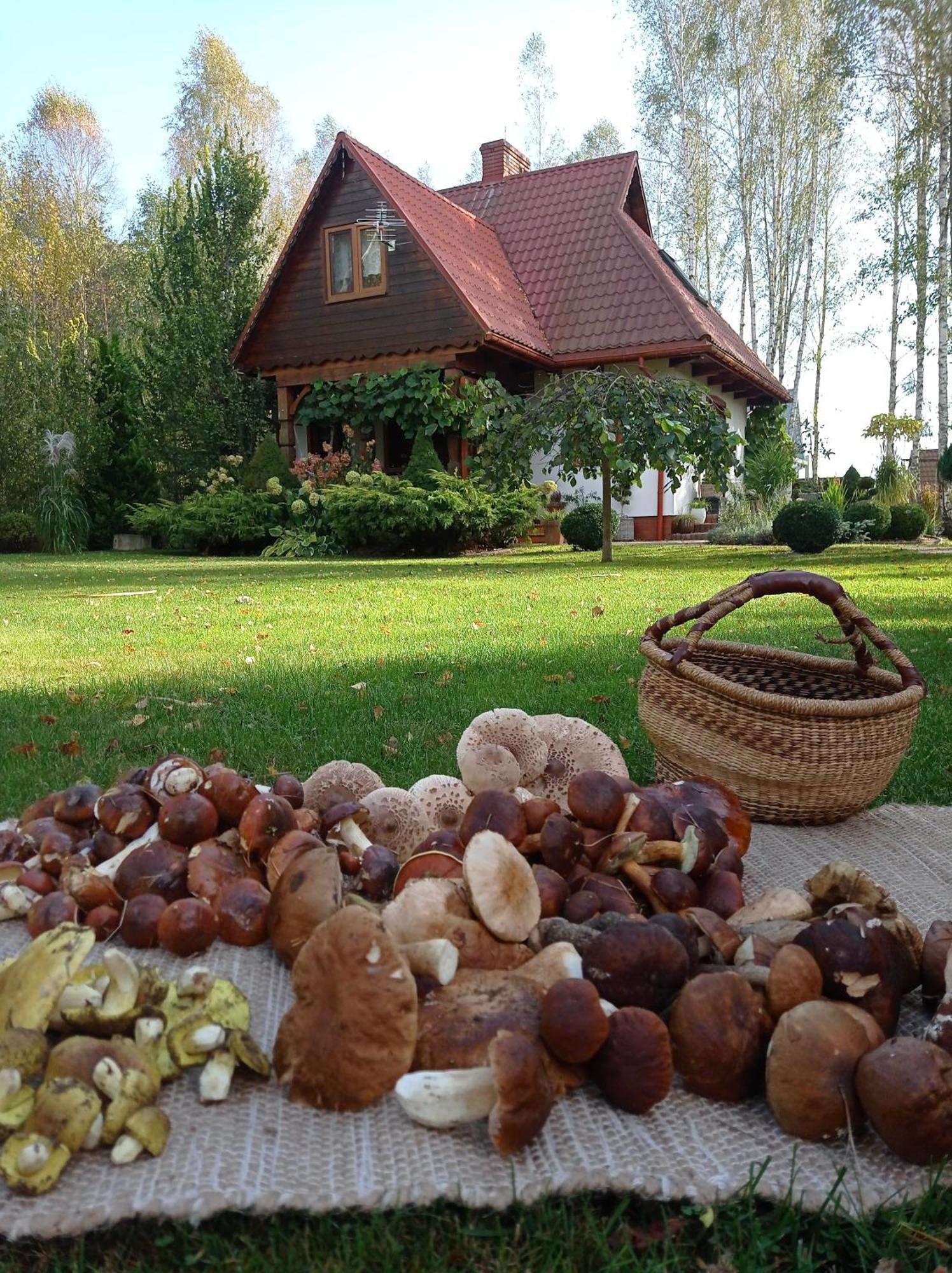 Siedlisko Gruszki Puszcza Bialowieska Narewka 외부 사진